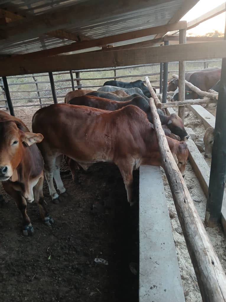 Beef cattle