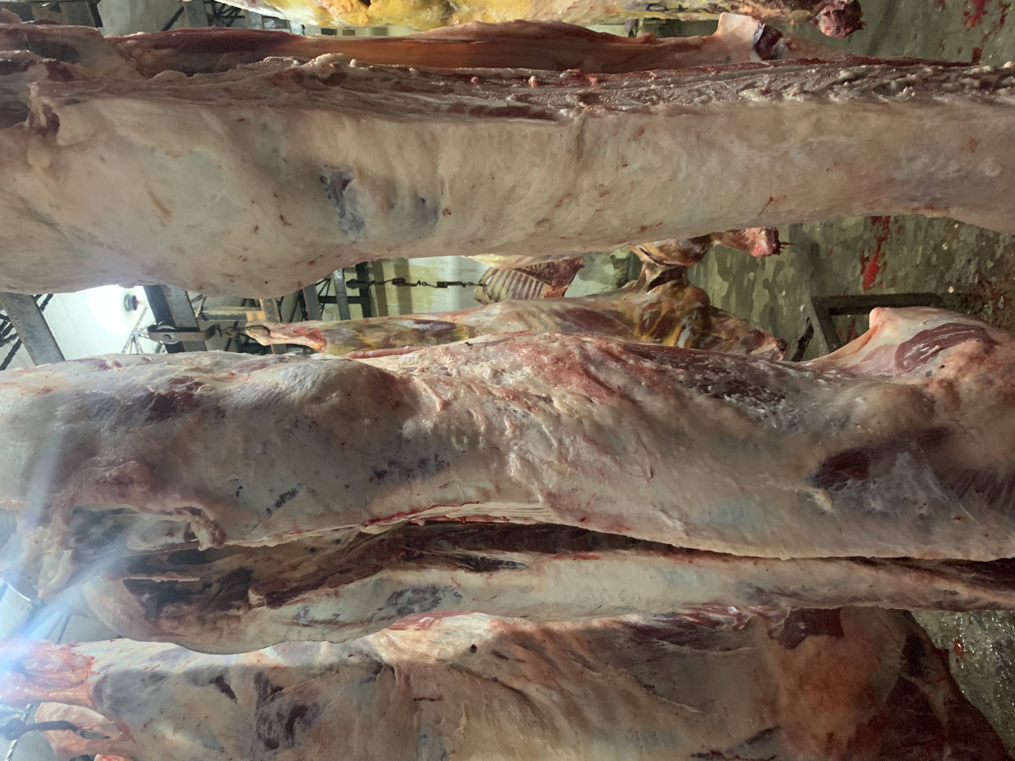 Slaughtered beef