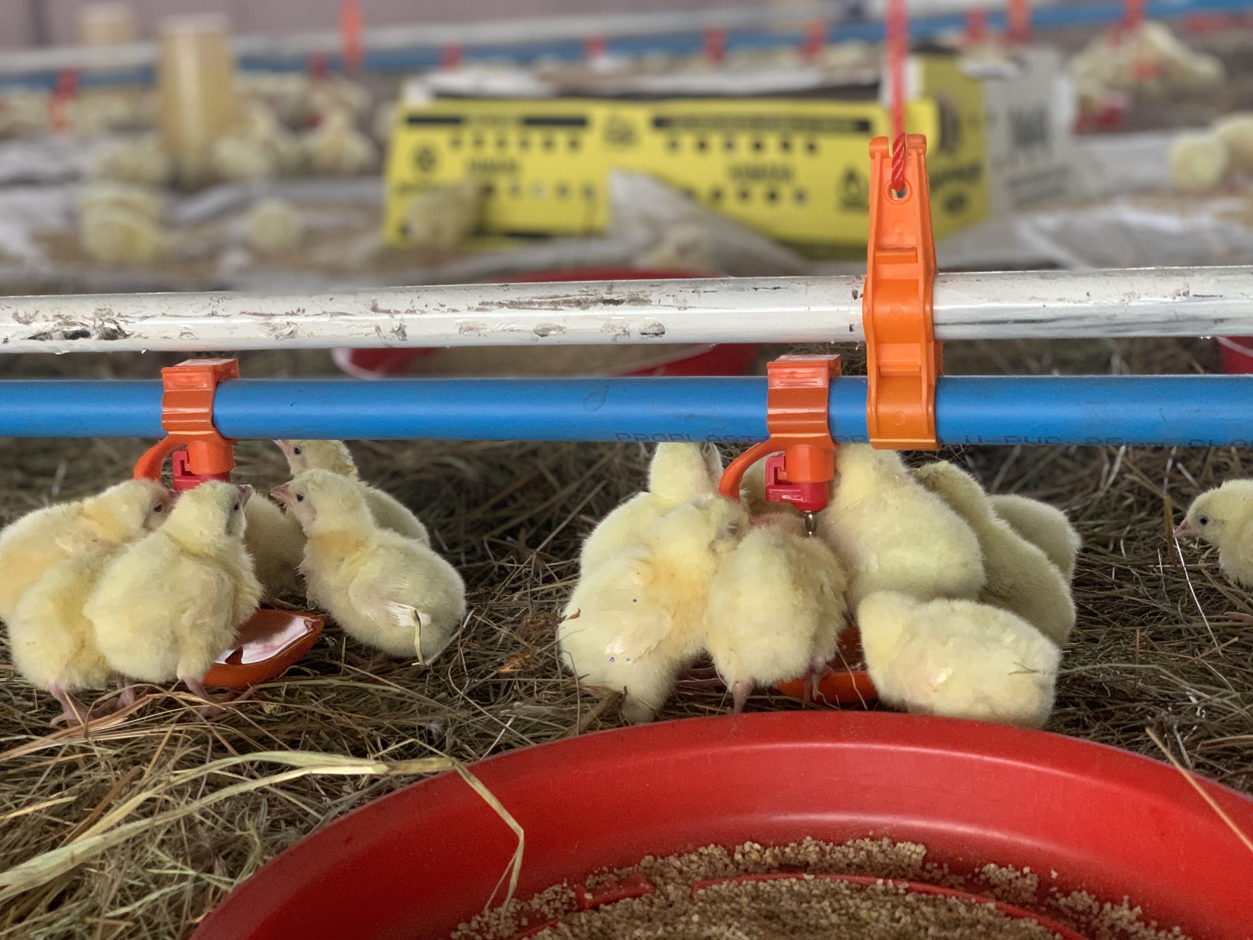 Broilers