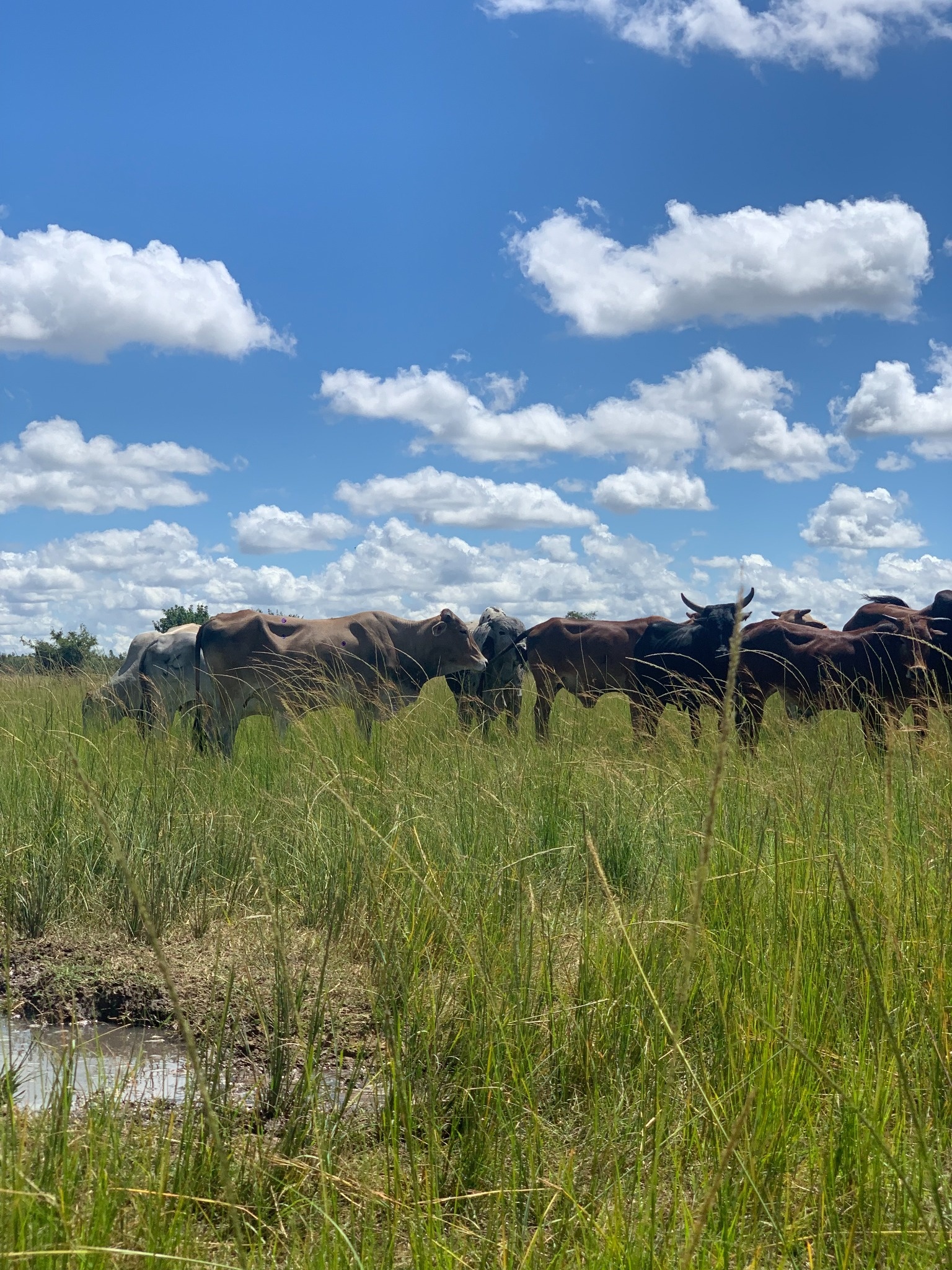 Cattle herd