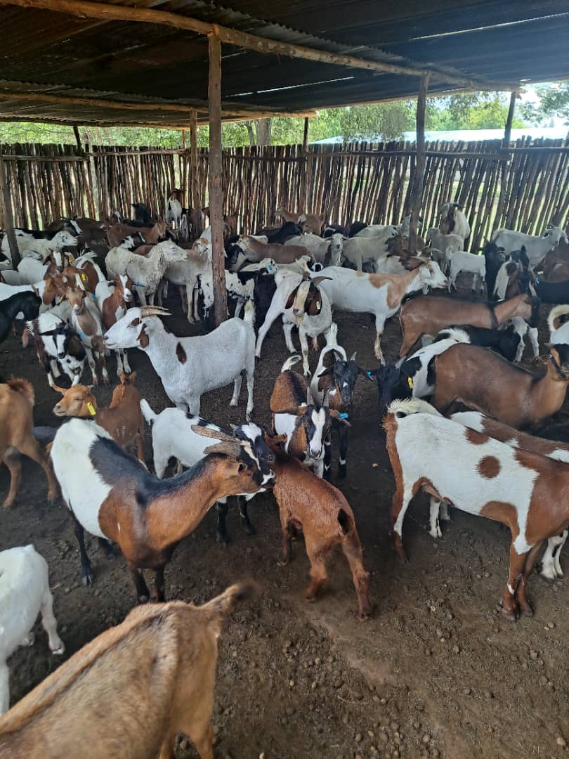 Goats and sheep