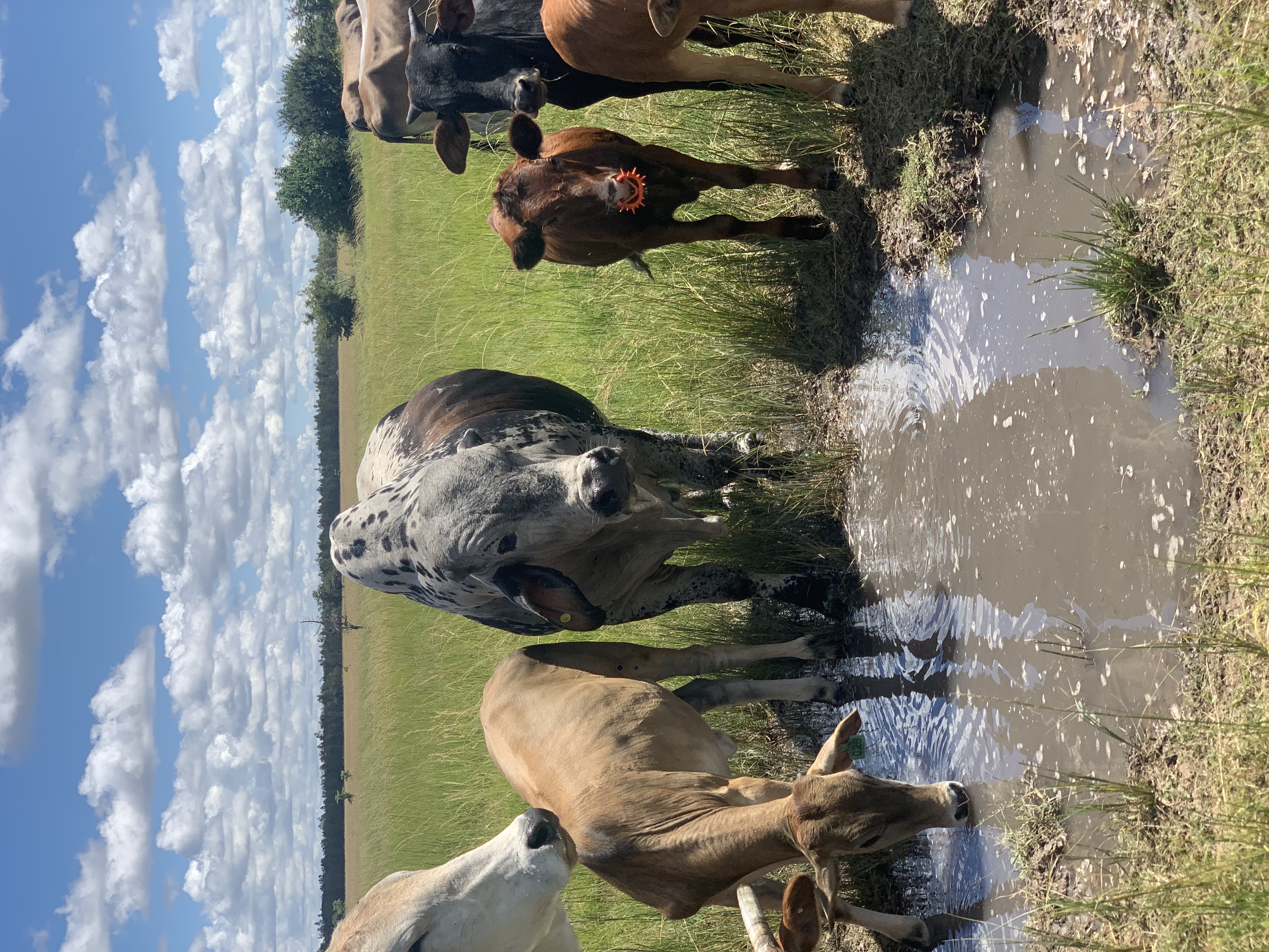 Hero livestock